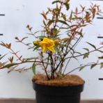 Ľubovník moserov (Hypericum moserianum) ´TRICOLOR´ - výška 30-40 cm, Ø  30-40 cm, kont. C3L 